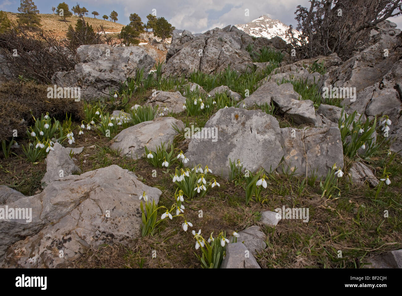 A wild snowdrop Galanthus elwesii on limestone in the Yaban Hayati National Park in the Taurus Mountains, south Turkey. Stock Photo