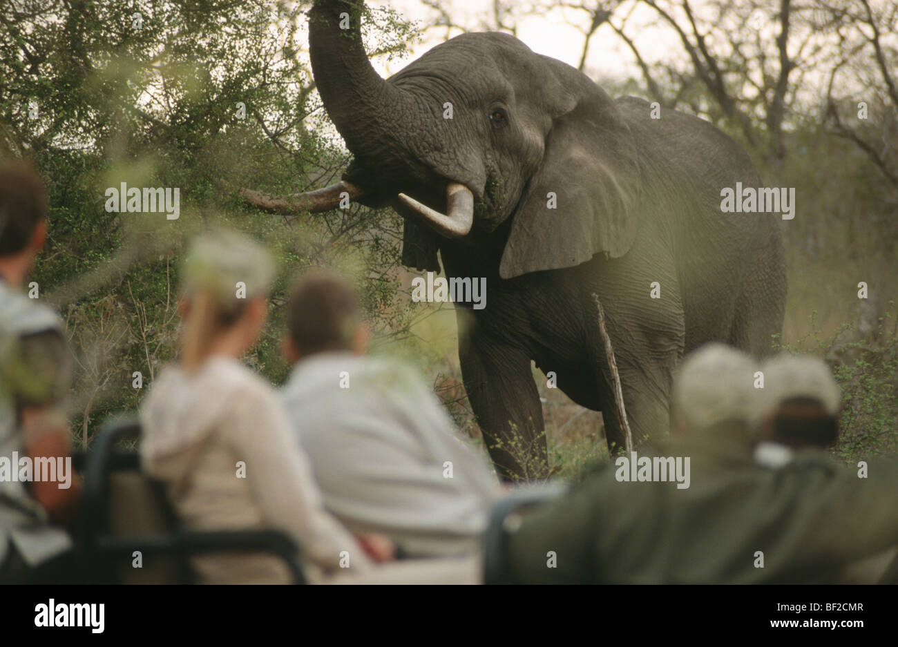 Game-drive safari watching African Elephant (Loxodonta africana), South Africa Stock Photo