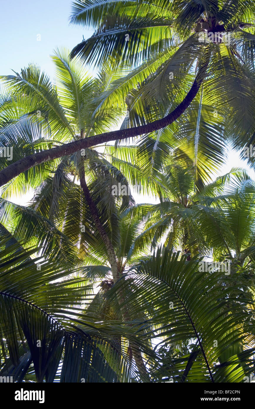 Coconut Palm (Cocos nucifera) trees and island foliage, Seychelles Stock Photo