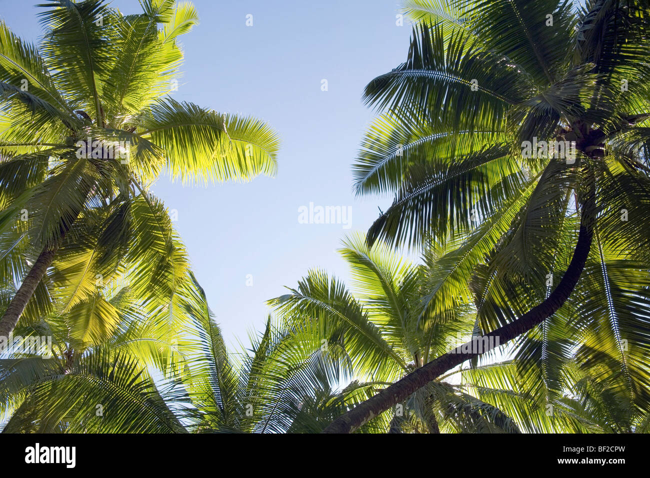 Coconut Palm (Cocos nucifera) trees and island foliage, Seychelles Stock Photo