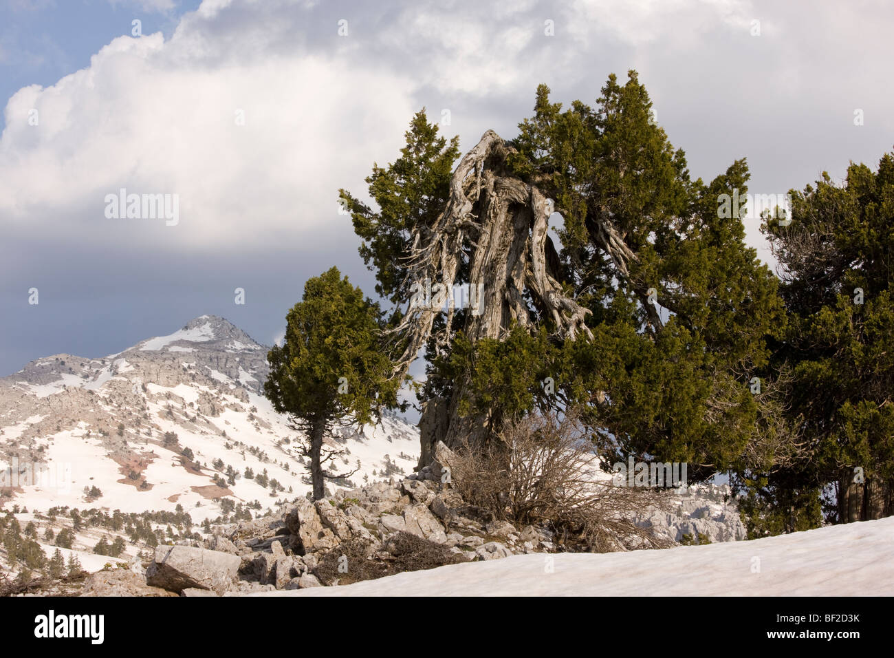 Old junipers Juniperus excelsa in dramatic limestone Karst landscape Yaban Hayati National Park,Taurus Mountains, south Turkey. Stock Photo