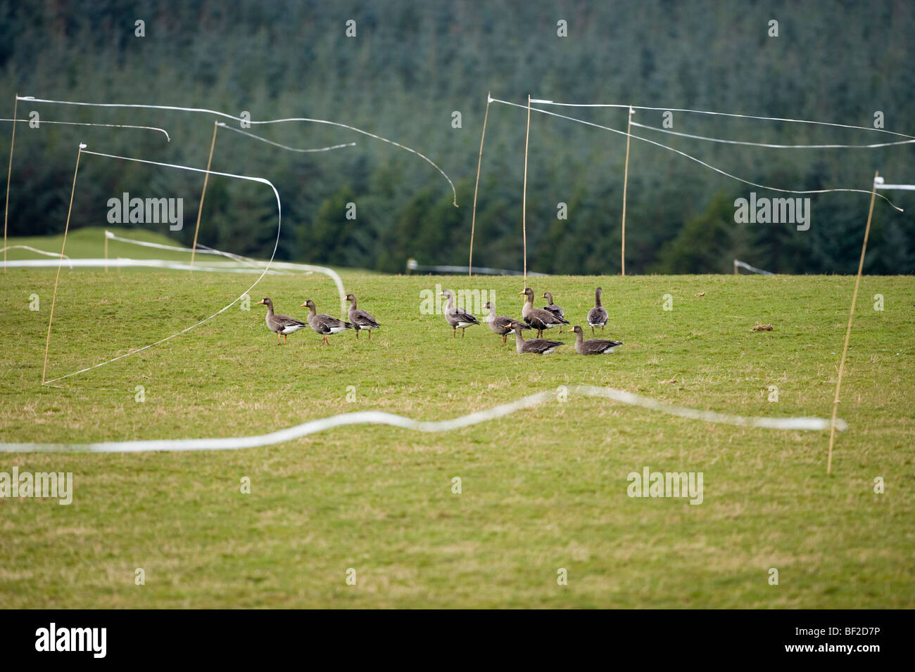 Scare streamers hires stock photography and images Alamy