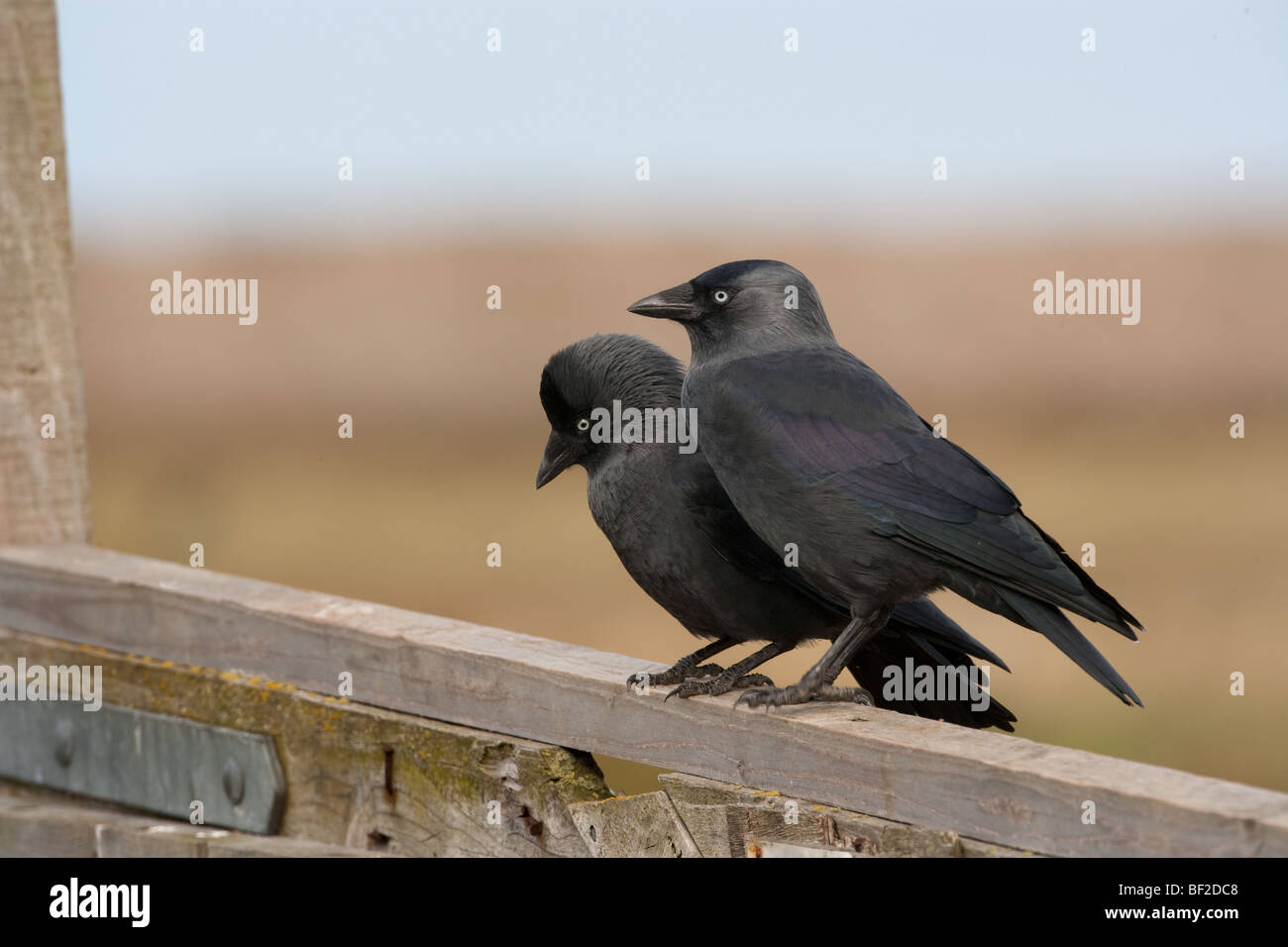 Preening crow hi-res stock photography and images - Alamy