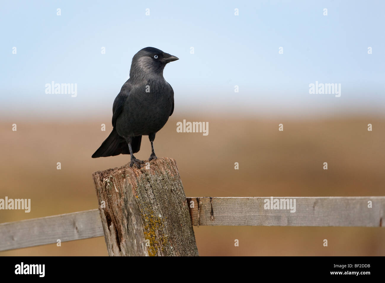 adult Jackdaw Corvus monedula portrait perched on farmland fence Stock Photo