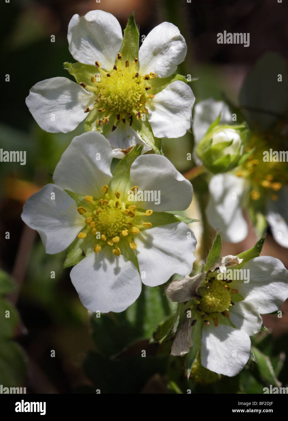 Red wild strawberry flowers hi-res stock photography and images - Alamy