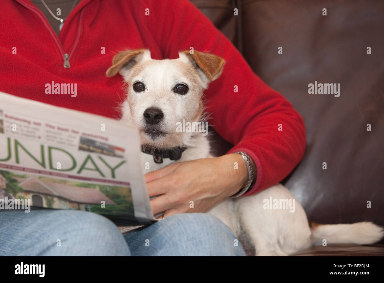 Jack Russell terrier at home with owner Stock Photo