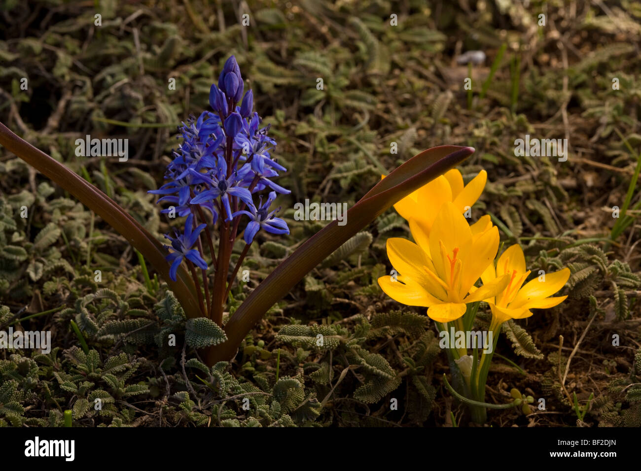 Spring bulbs near the snow-line: Scilla bifolia and Crocus chrysanthus, Bey Dag, Turkey. Stock Photo