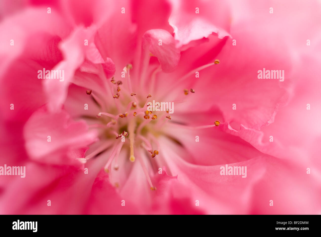 Ornamental peach tree, macro, flower, close-up, close up, flowers, pink, peach tree, stamen, pollen, petals Stock Photo