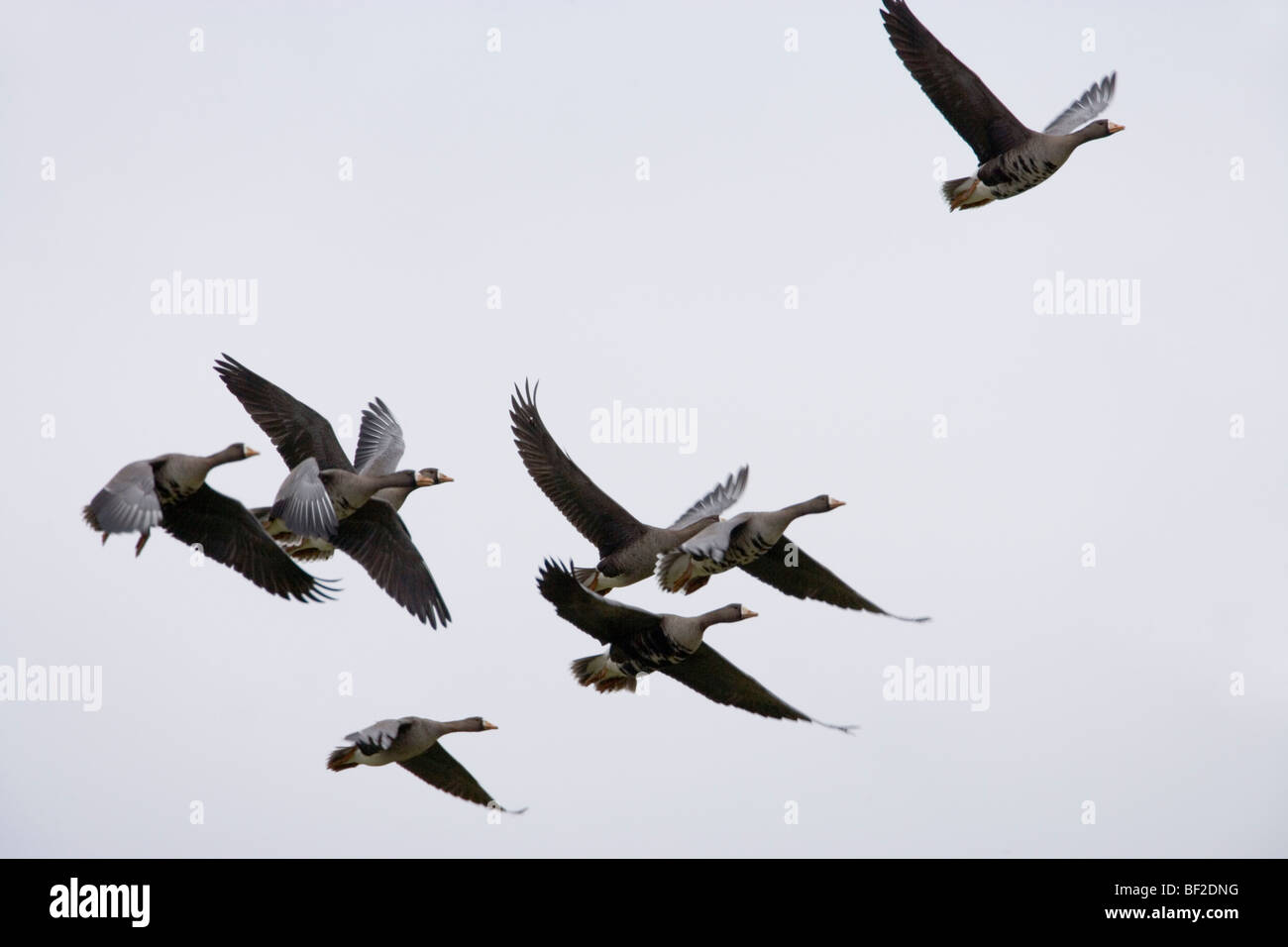 Greenland White-fronted Geese (Anser albifrons flavirostris). In flight. Overwintering birds, Islay, Scotland. Stock Photo