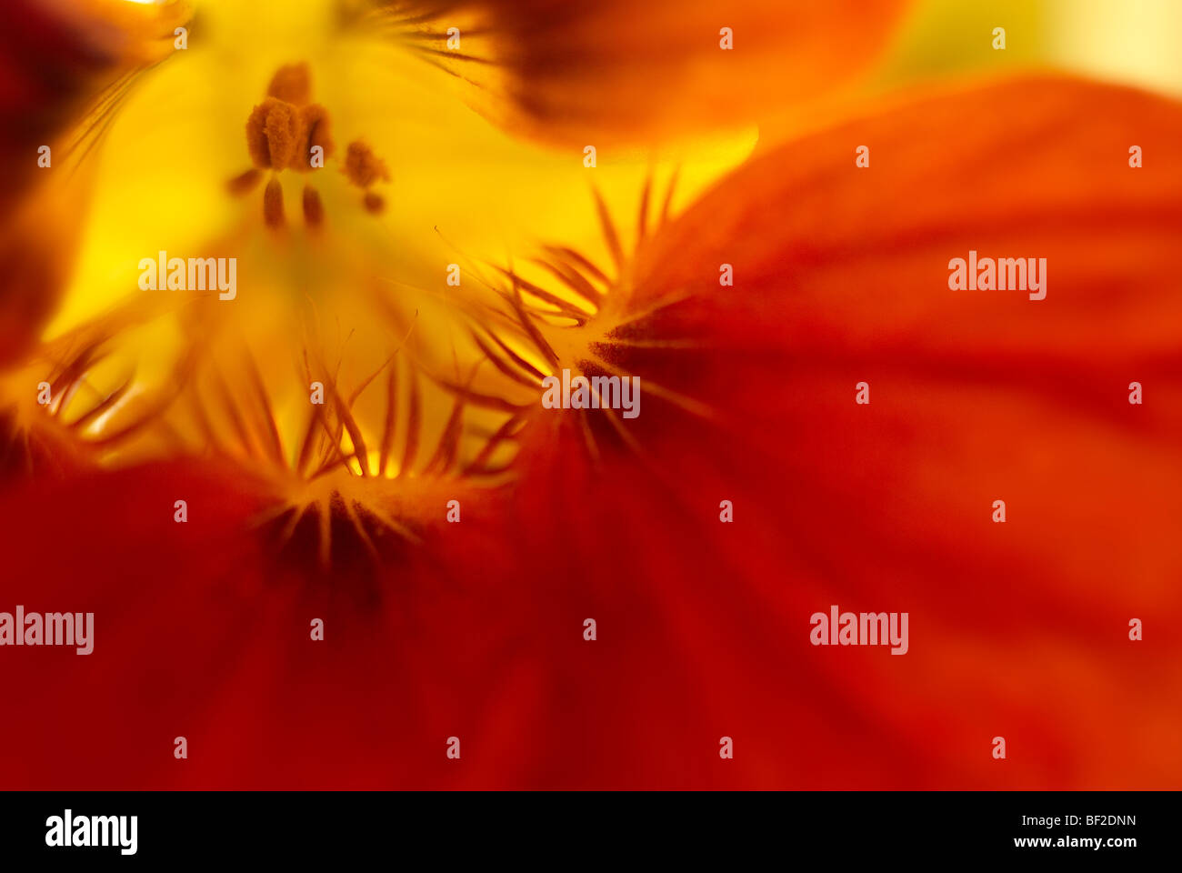 Nasturtium, Tropeaolum majus, close-up, close up, macro, orange, yellow, flower, flowers Stock Photo