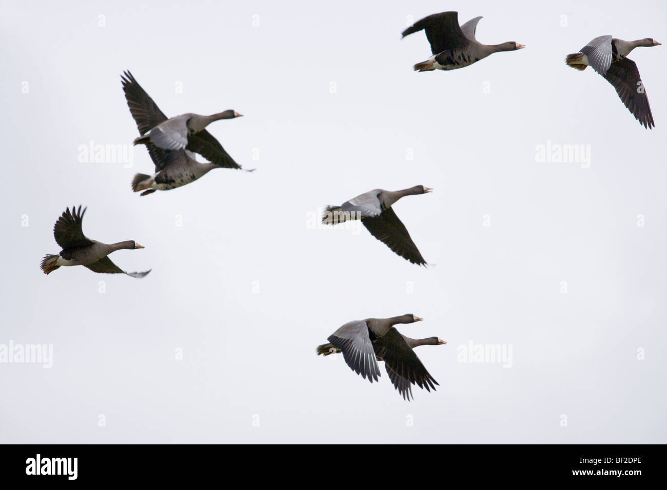 Greenland White-fronted Geese (Anser albifrons flavirostris). In flight. Islay, Scotland. Overwintering birds. Stock Photo