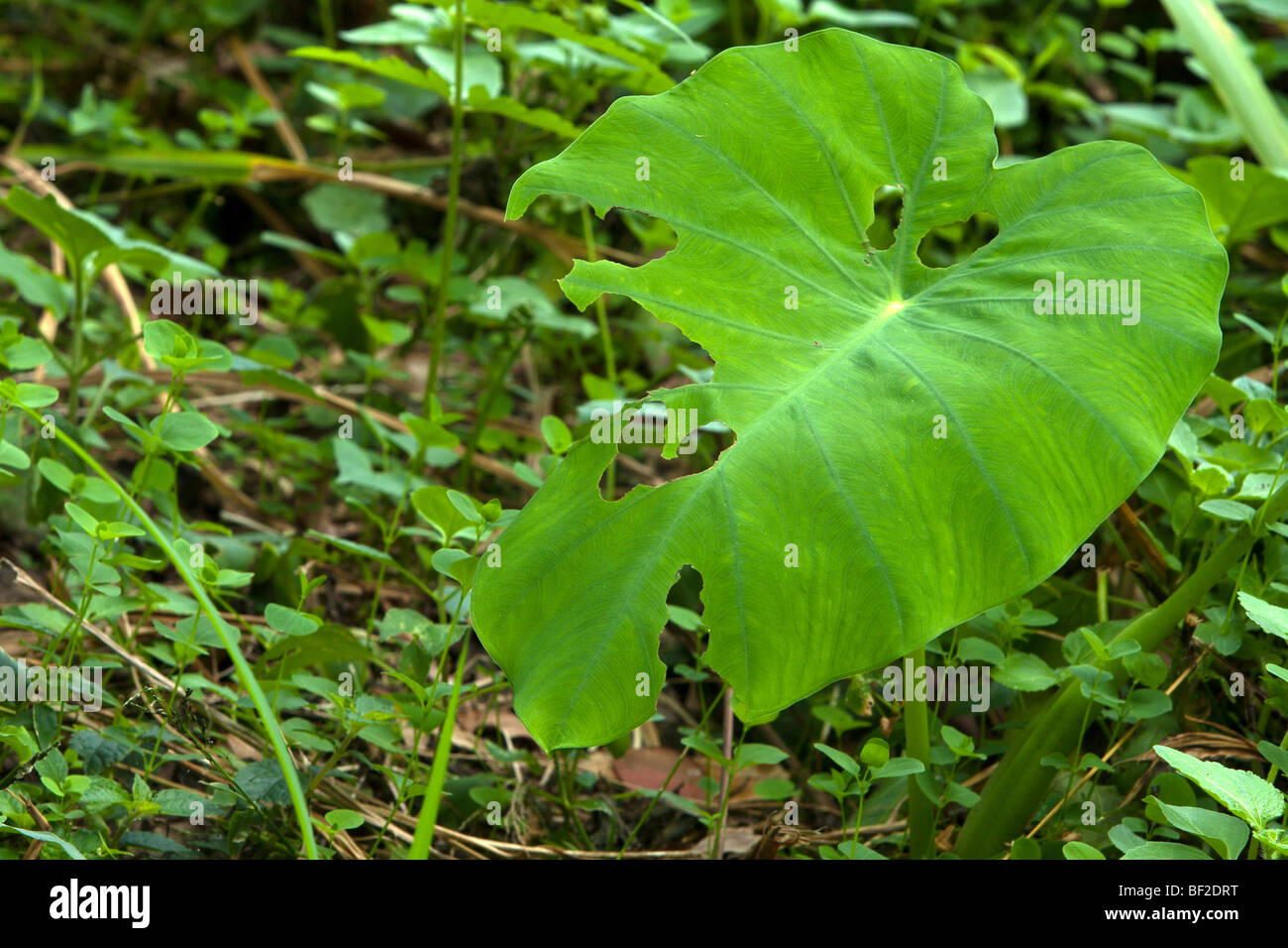 Colocasia formosana Hayata, native in wet place in forest, Hualien, Taiwan. Endemic evergreen herb of Taiwan. Not 'C. esculenta' and 'Alocasia odora' Stock Photo