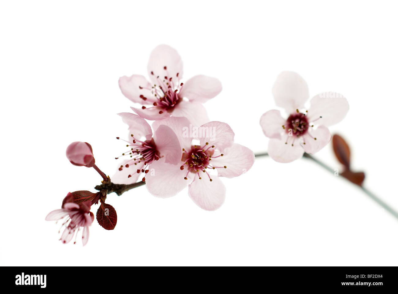 Plum blossom, pink, branch, flower, flowers, delicate, pink, plum, blossom, branch, white background, oriental, pink branch Stock Photo