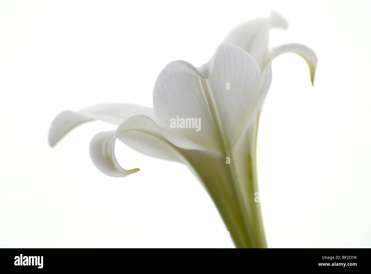 Lily, lilium, st joseph lily, St. Joseph Lily, white, profile, white lily, white background Stock Photo
