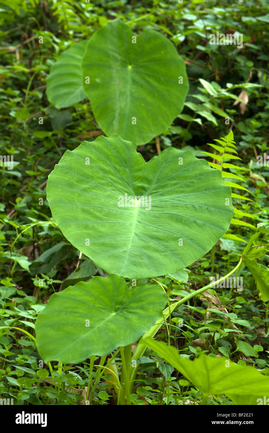Colocasia formosana Hayata, native in wet place in forest, Hualien, Taiwan. Endemic evergreen herb of Taiwan. Not 'C. esculenta' and 'Alocasia odora' Stock Photo