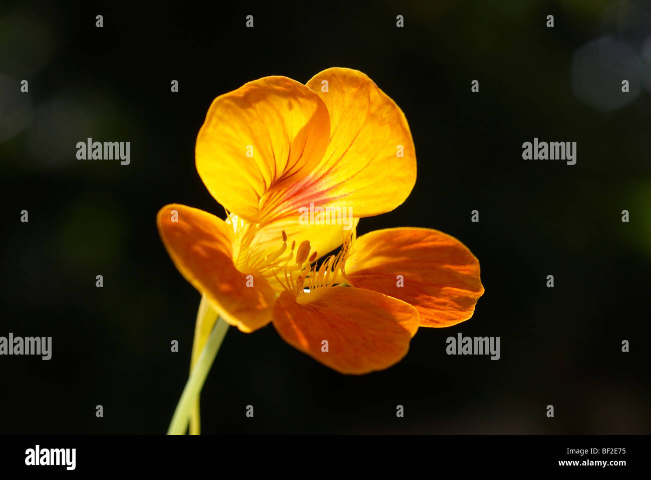 Nasturtium, green stem, bud, flower, flowers, Tropeaolum Majus, stem