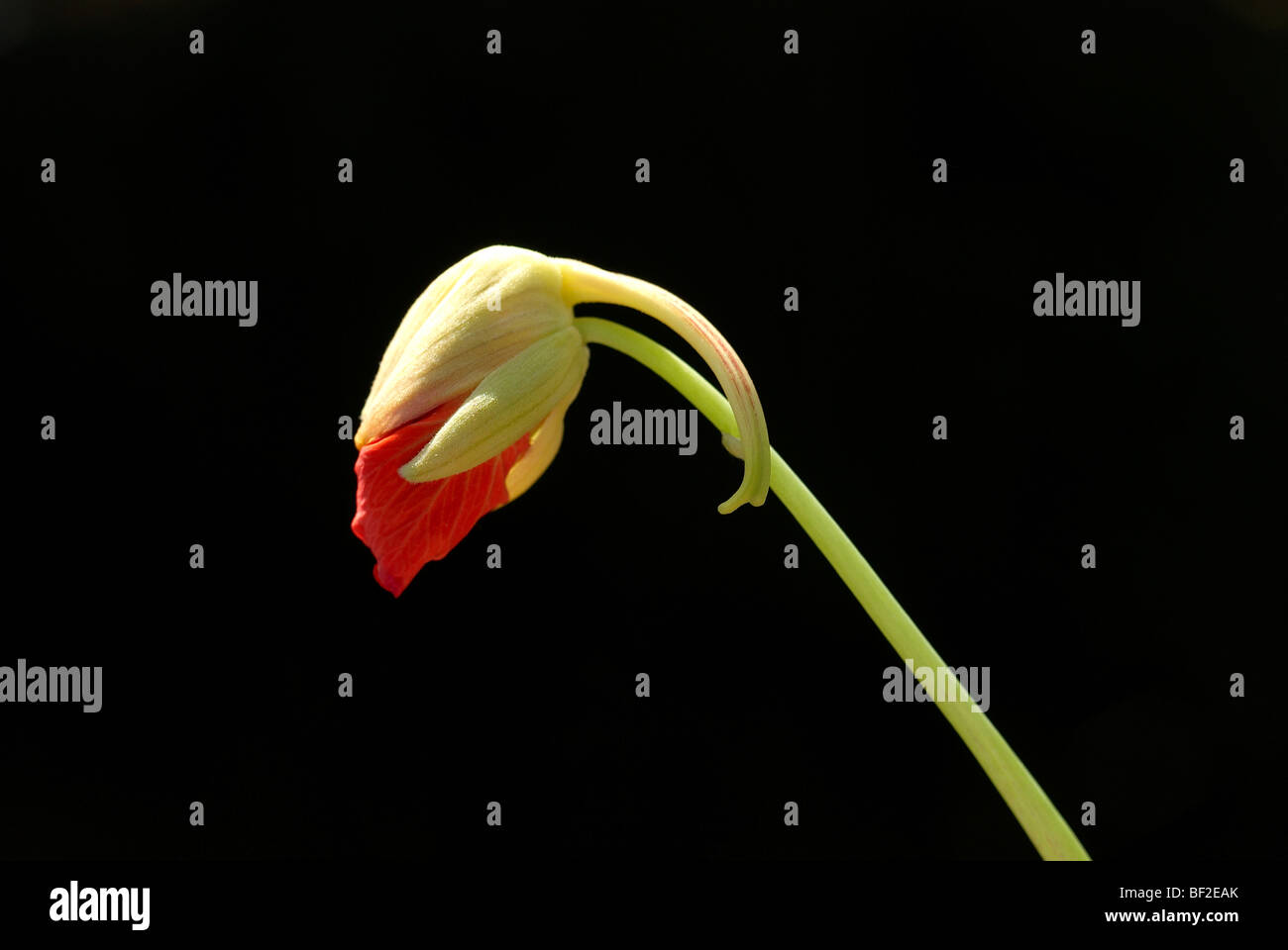 Nasturtium, green stem, bud, flower, flowers, Tropeaolum Majus, stem