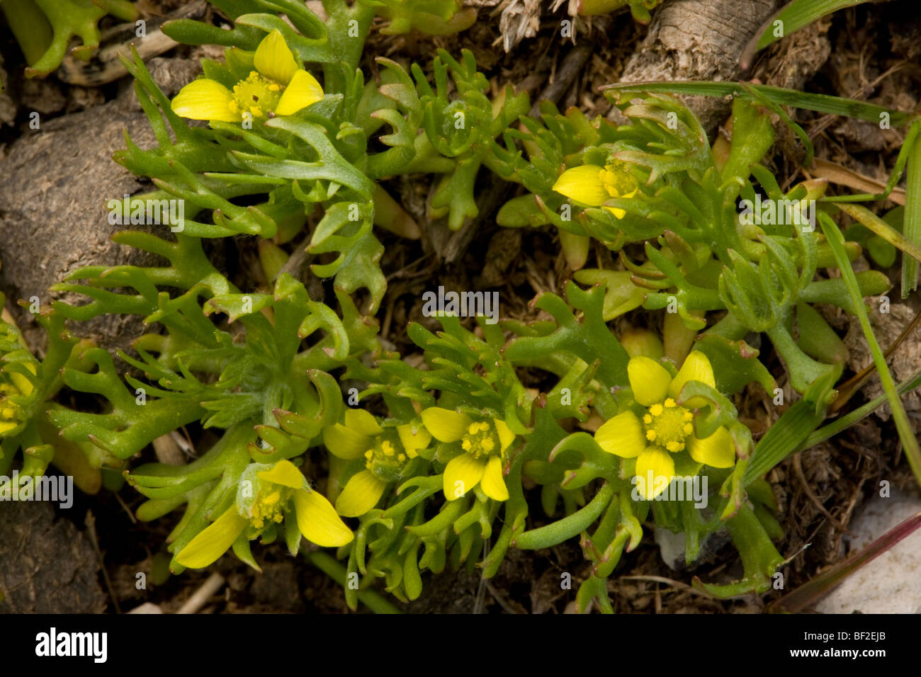 Ceratocephalus, Ceratocephalus falcatus in flower. Uncommon weed in south Europe and Turkey. Stock Photo