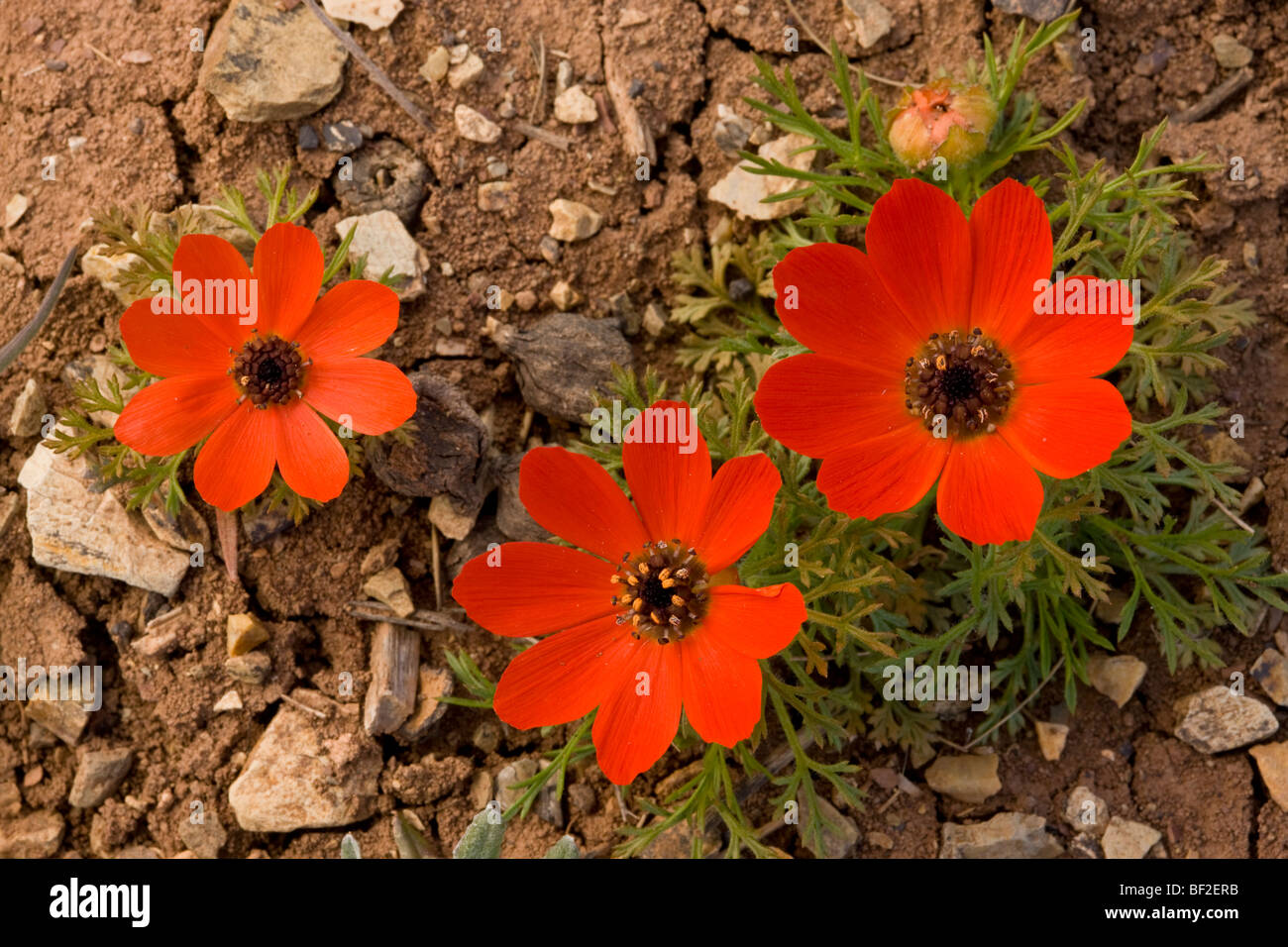 A pheasant's eye Adonis flammea in flower; Turkey Stock Photo