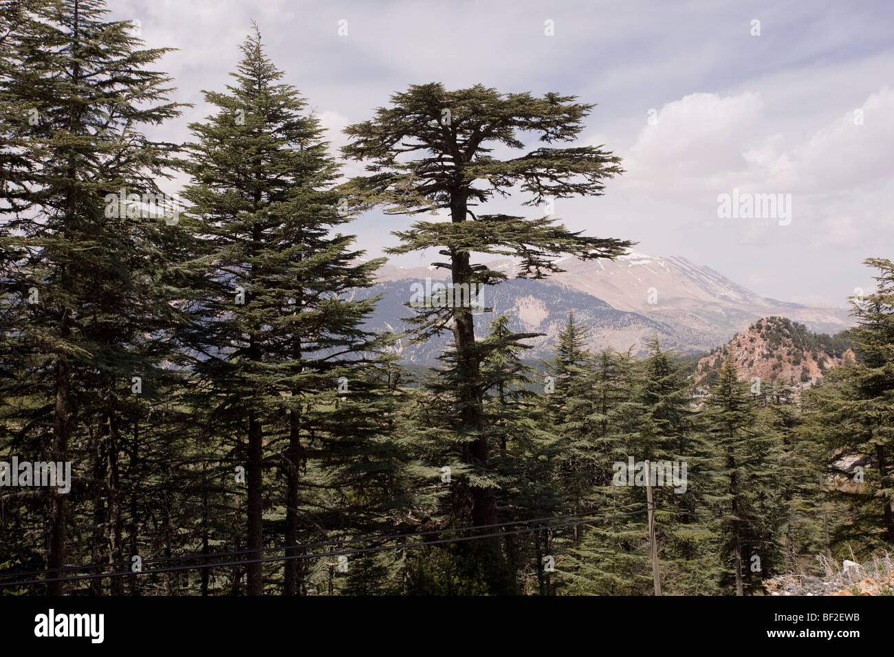 Cedar of Lebanon Cedrus libani forest in the Bey Dagi (mountains), south Turkey. Stock Photo