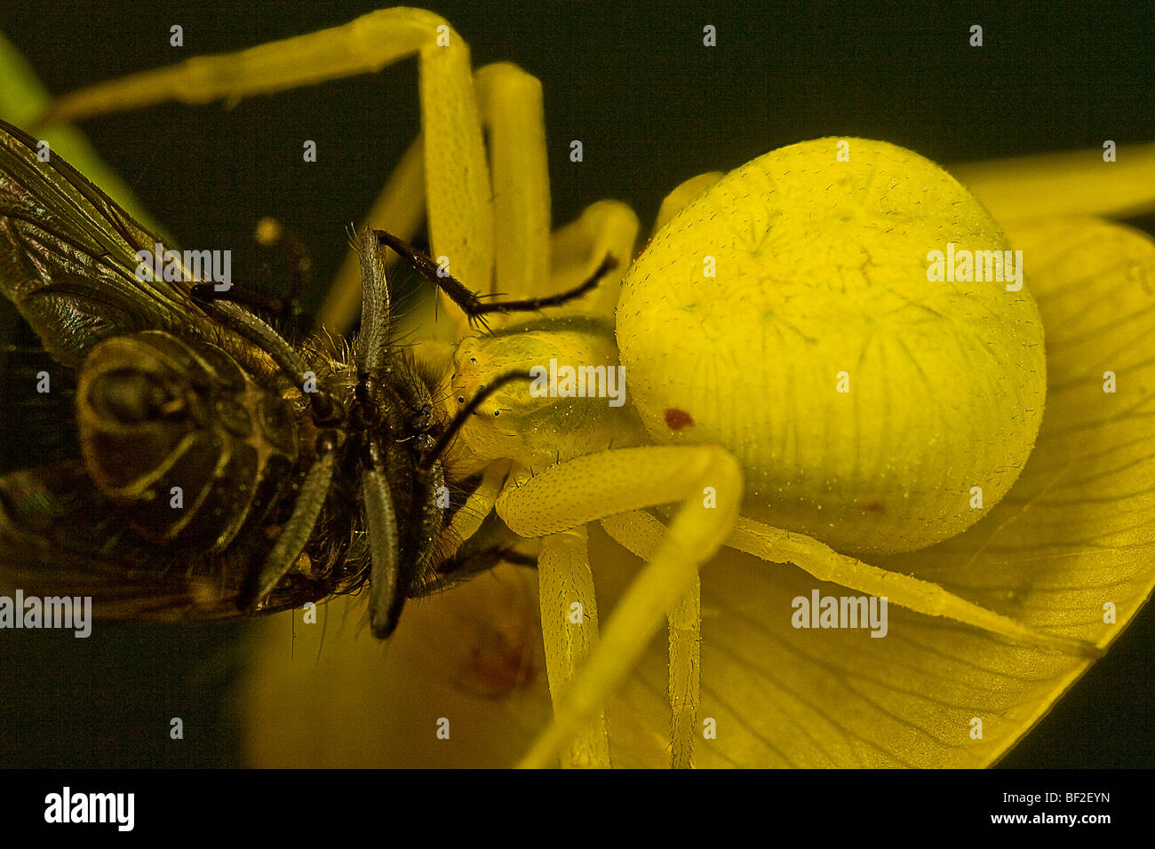 Crab spider eating a fly Stock Photo Alamy