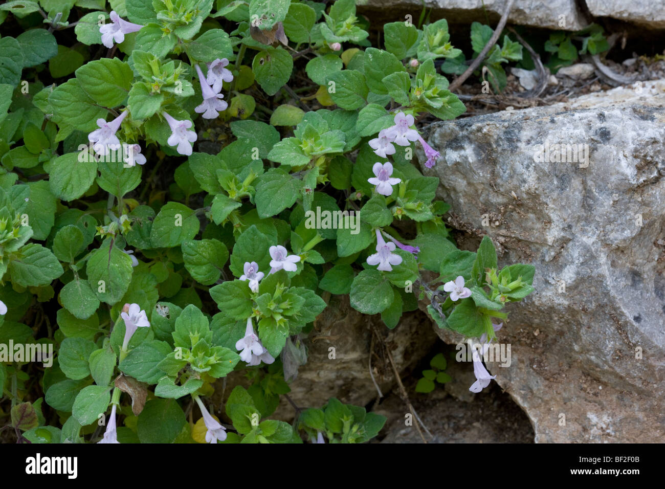 An endemic turkish calamint Calamintha pamphylica, Bey Dagi, Turkey Stock Photo
