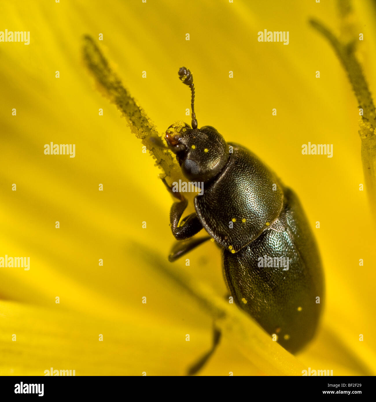 Pollen beetle hires stock photography and images Alamy