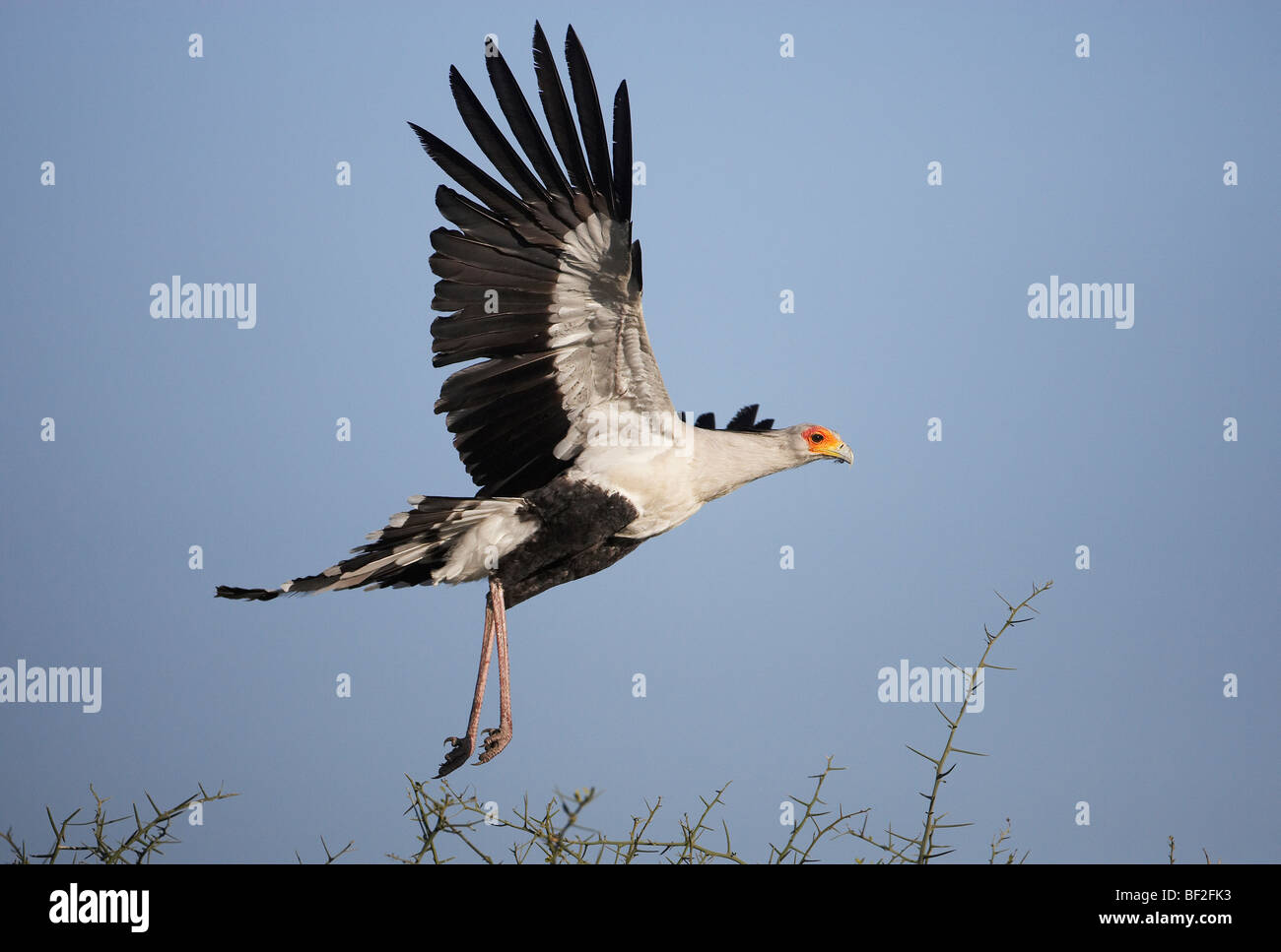 Secretary Bird (Sagittarius serpentarius), adult taking off from acacia tree. Stock Photo