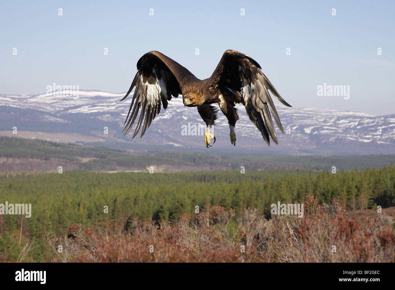 Golden Eagle Aquila Chrysaetos In Flight In Upland