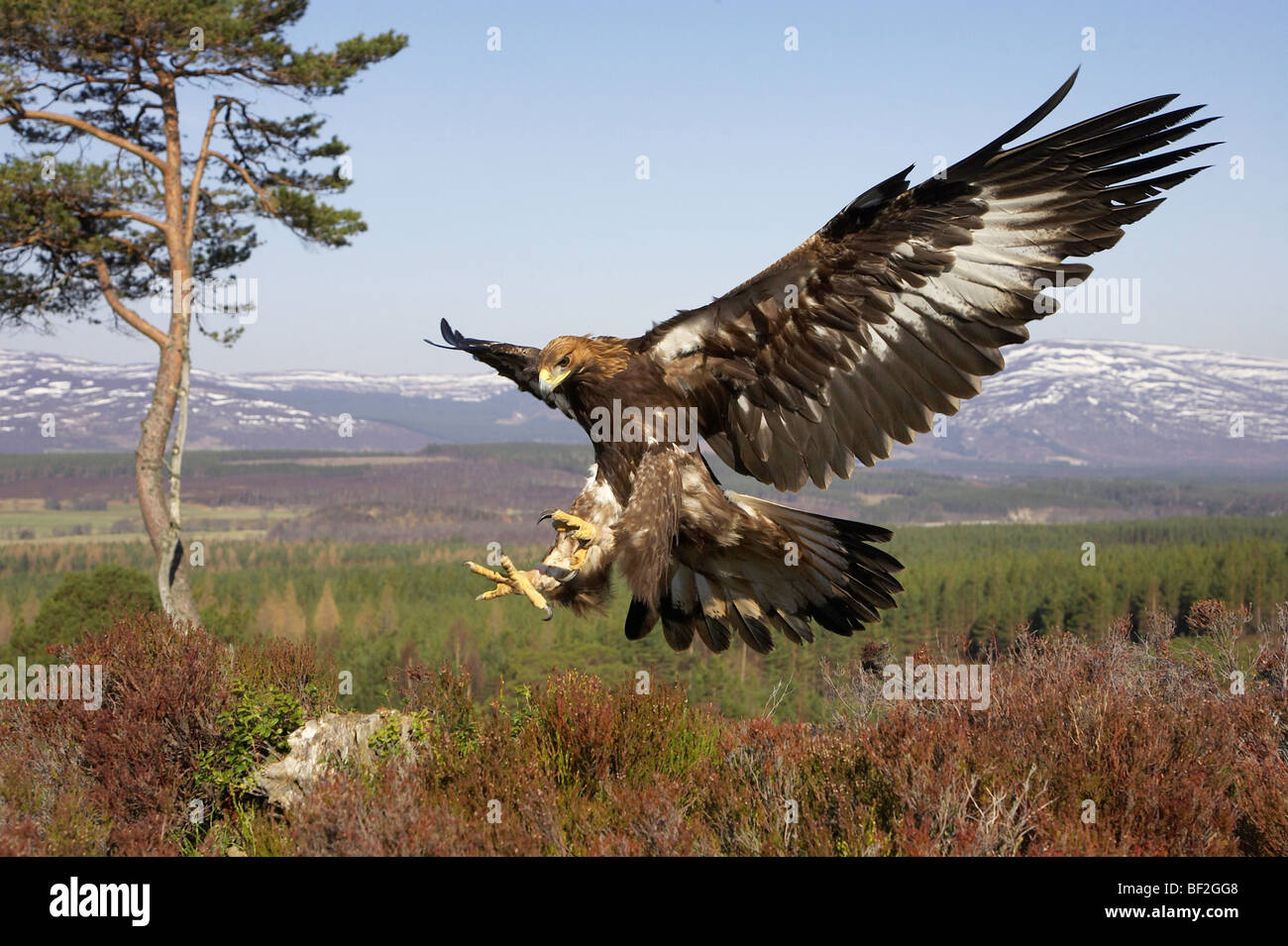 Golden Eagle (Aquila chrysaetos), in flight in mountain habitat preparing to land on stump (taken in controlled conditions). Stock Photo