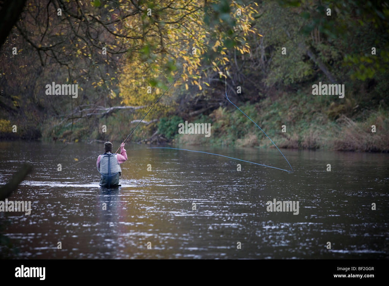 Fly Fishing on the north tyne river at bellingham northumberland england uk Stock Photo