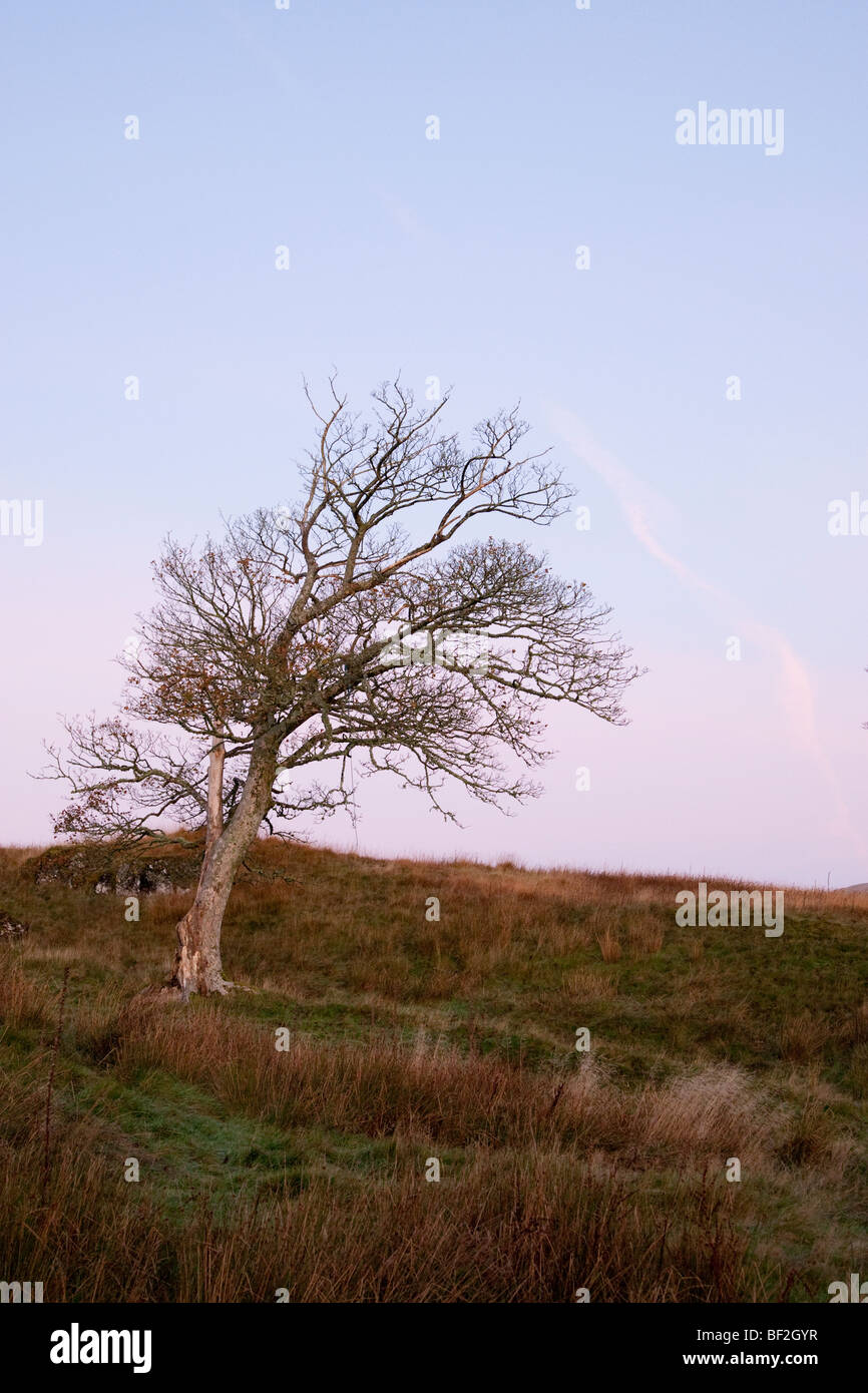 Lonely tree in winter Stock Photo - Alamy