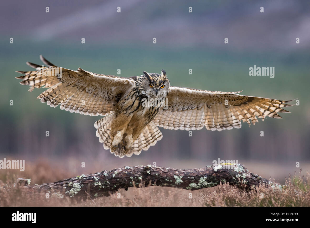Eagle Owl (Bubo bubo), in flight alighting onto branch (captive-bred). Stock Photo