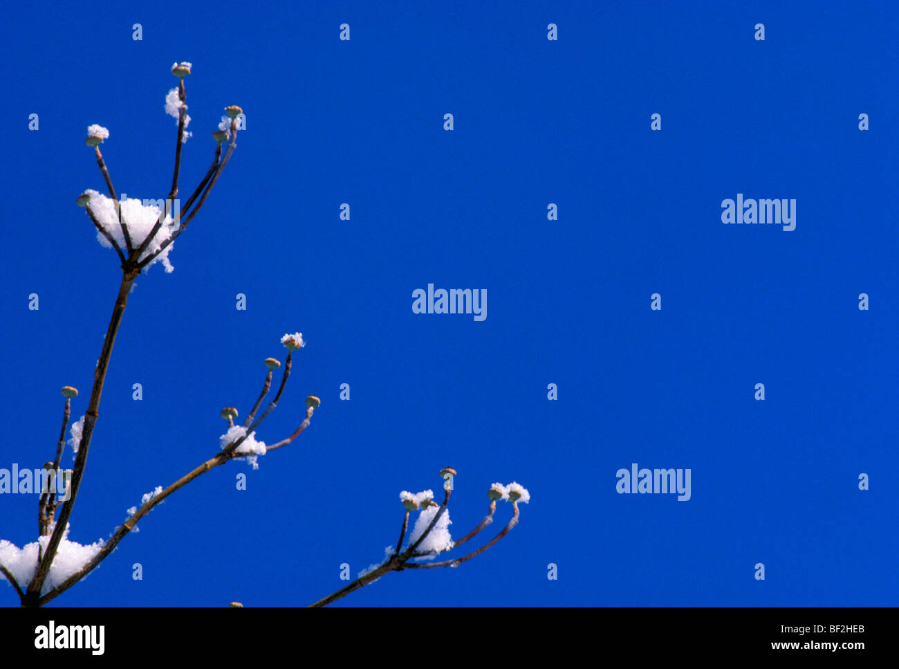 Springtime snow on branches Stock Photo