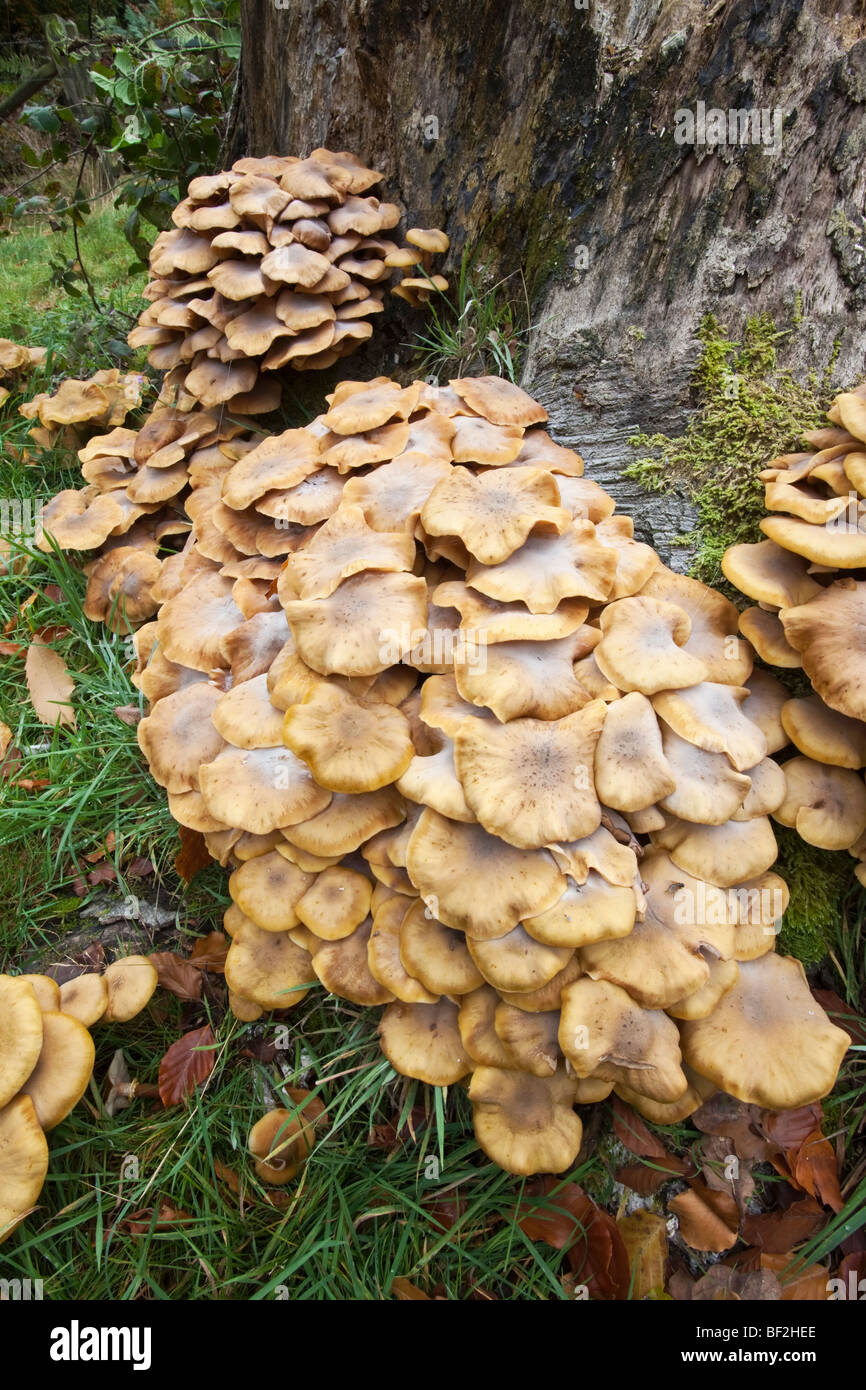 Honey Fungus Stock Photo Alamy