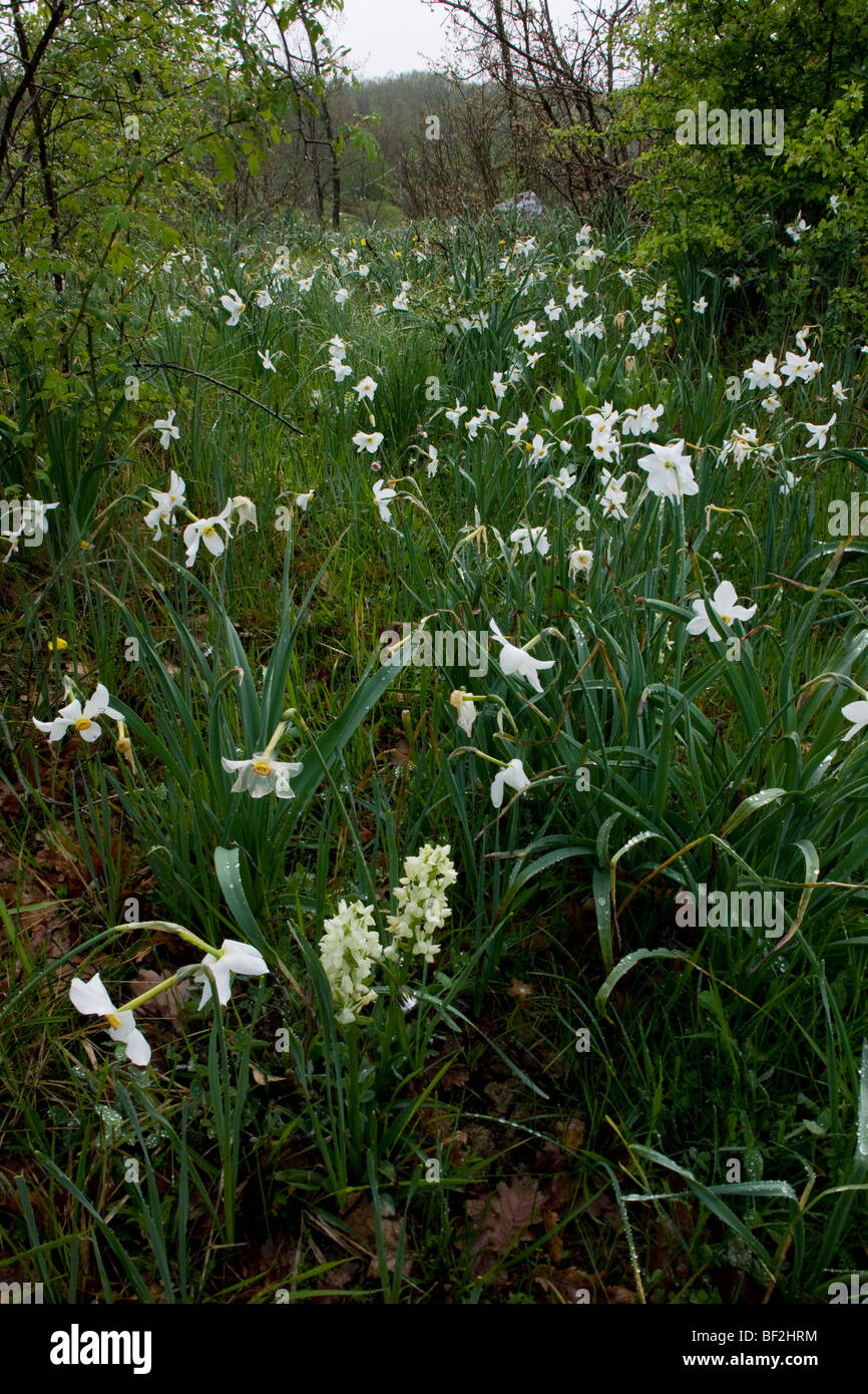 Flowers on Gargano peninsula, mainly Pheasant's Eye Narcissus, Narcissus poeticus, and yellow marsh orchid Gargano, Italy Stock Photo