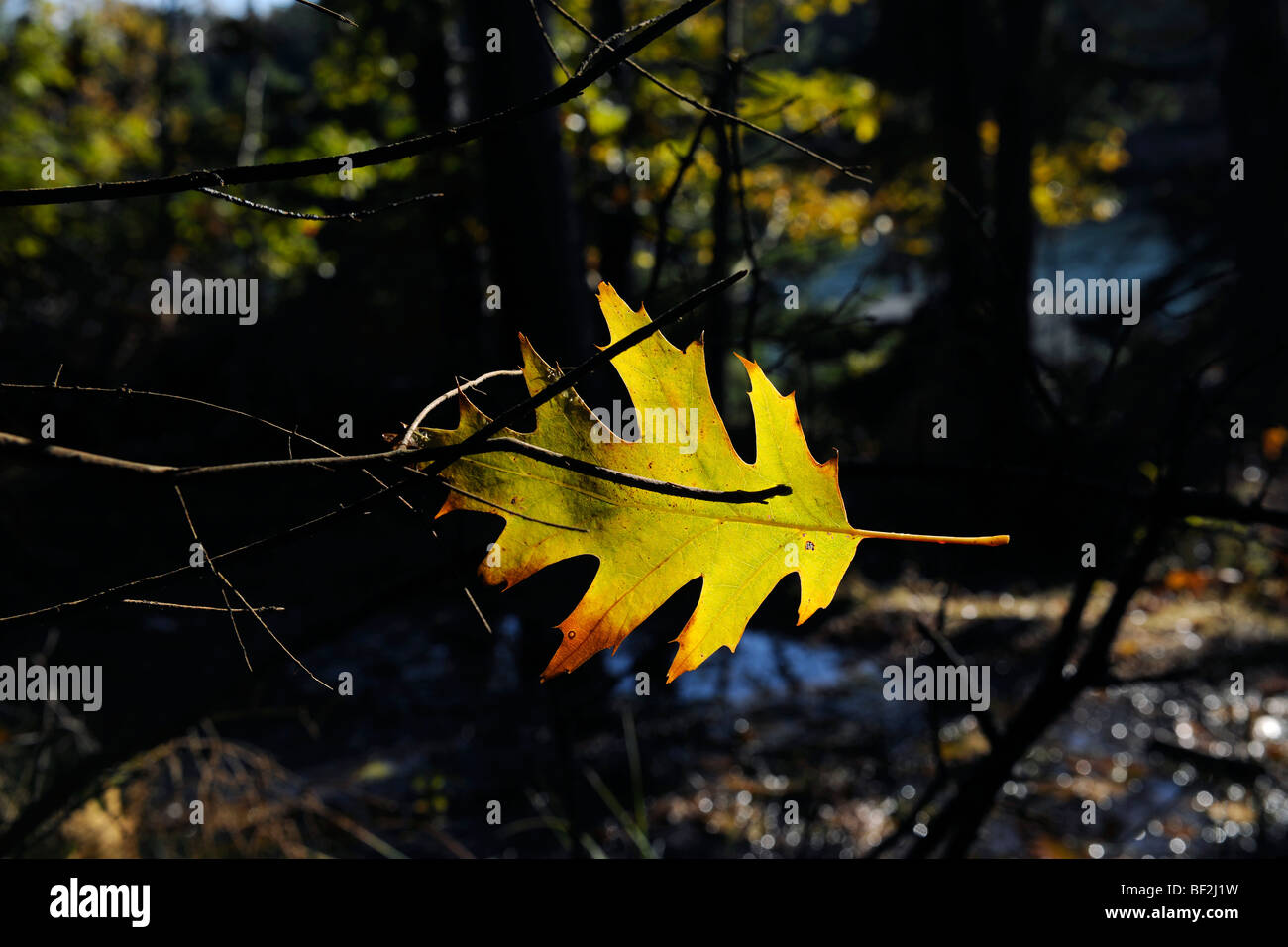 Oak leaf in forest on Maine coast Stock Photo