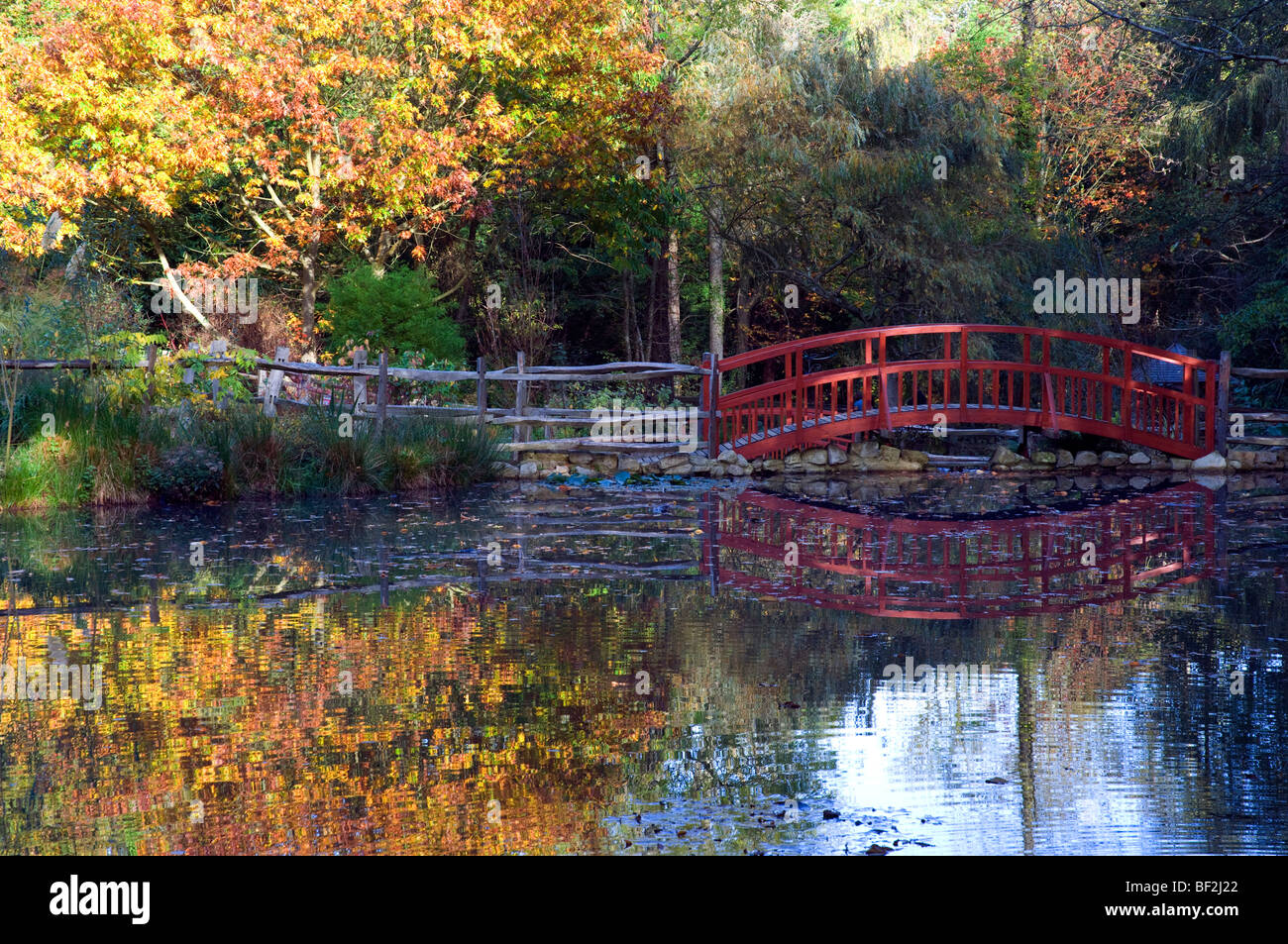 red bridge in autumn, Robin Hill Country Park, Isle of Wight, England, UK, GB. Stock Photo