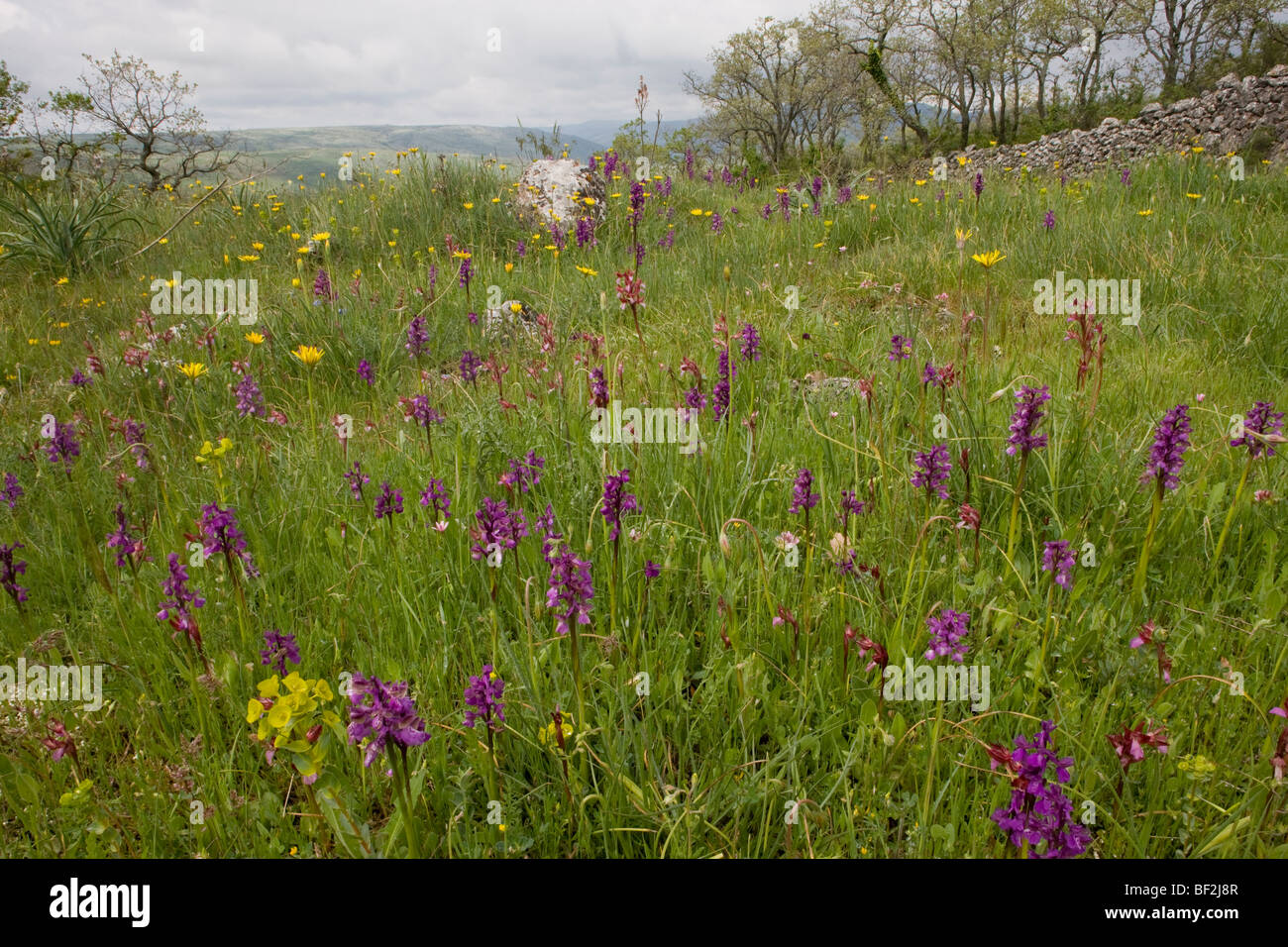 Flowery pasture with masses of Green-winged Orchids Orchis morio and Pink butterfly Orchids Orchis papilionacea Gargano Stock Photo