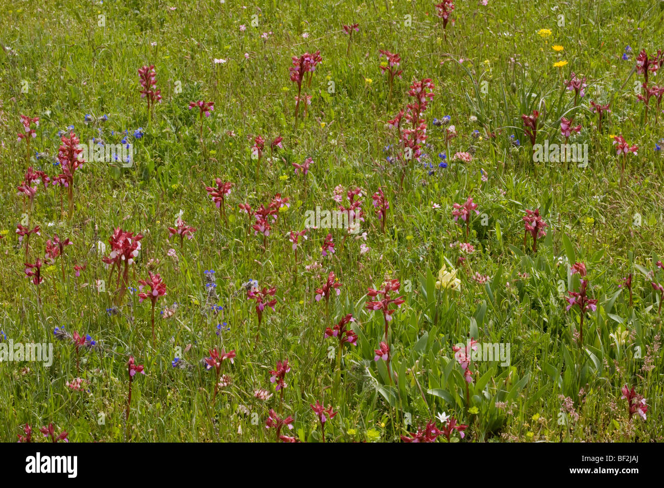 Masses of Pink butterfly orchids Orchis papilionacea, and other flowers, in old pasture on the Gargano peninsula, Italy. Stock Photo