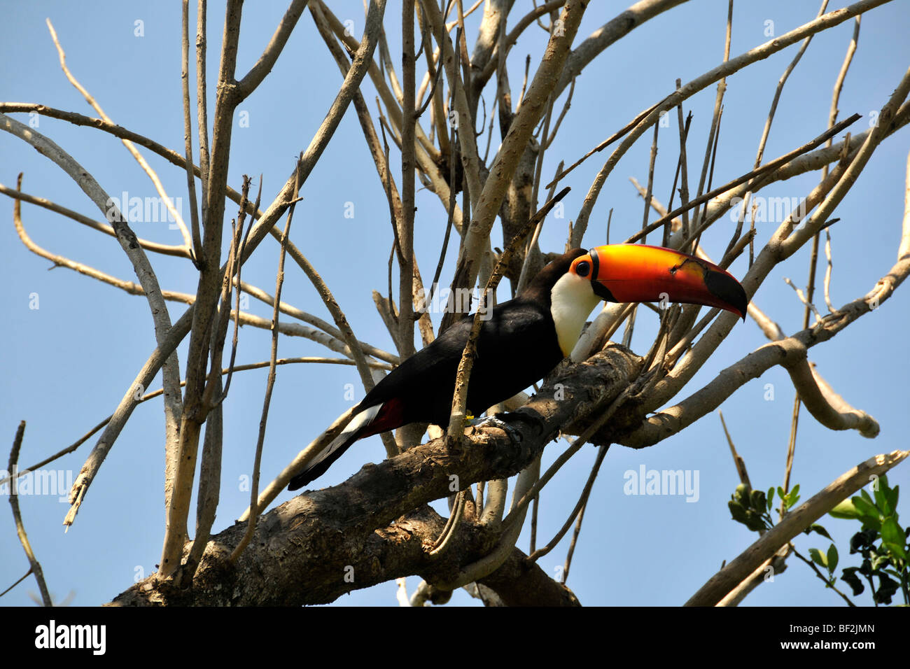 Toco toucan, Ramphastos toco, Fazenda San Francisco, Miranda, Mato Grosso do Sul, Brazil Stock Photo