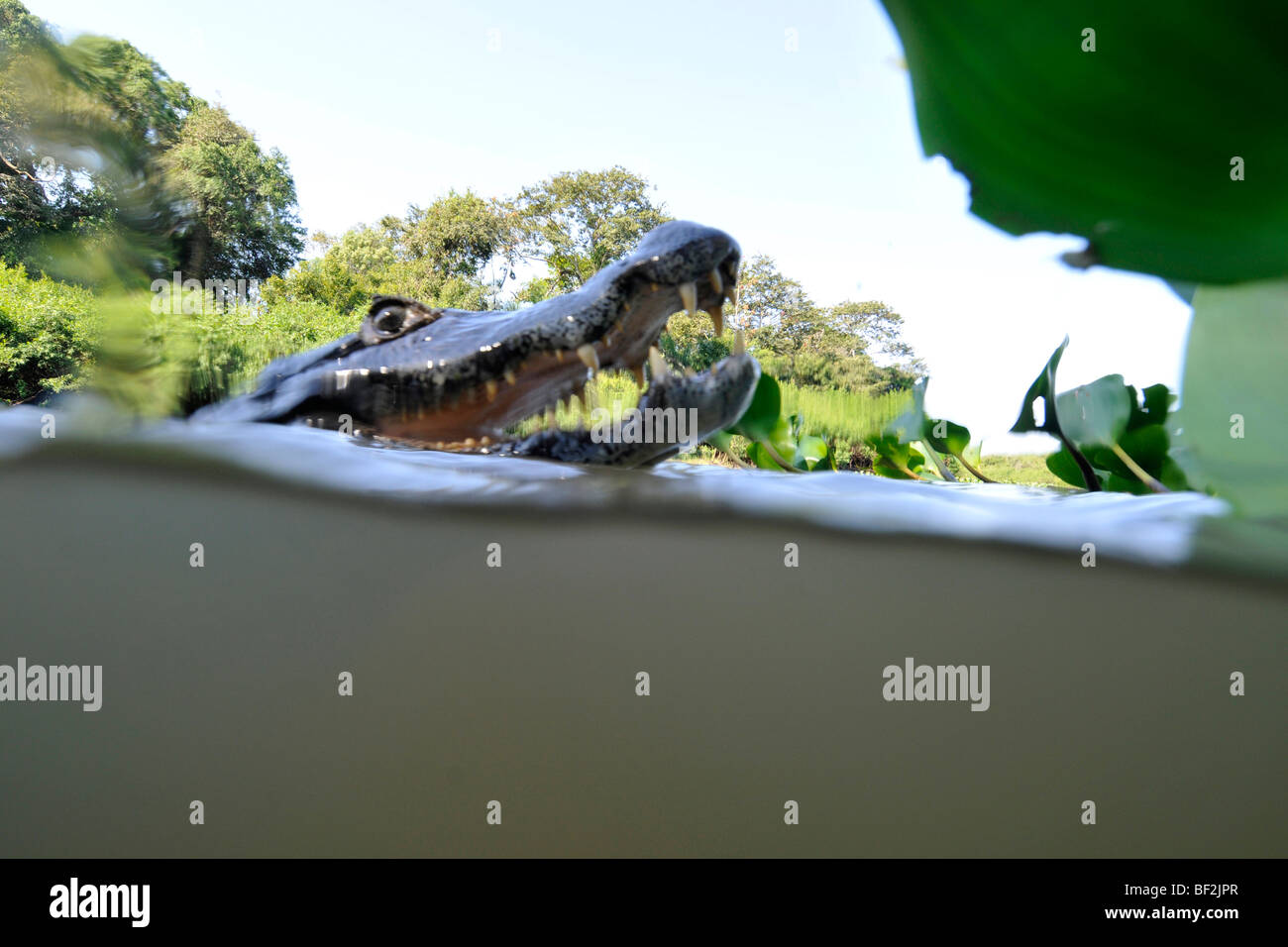 Pantanal caiman, Caiman crocodilus yacare, San Francisco Ranch, Miranda, Mato Grosso do Sul, Brazil Stock Photo