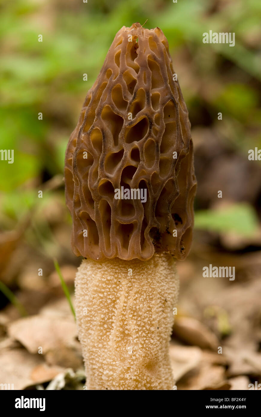 Morel, Morchella esculenta. Edible spring fungus in woodland, Gargano