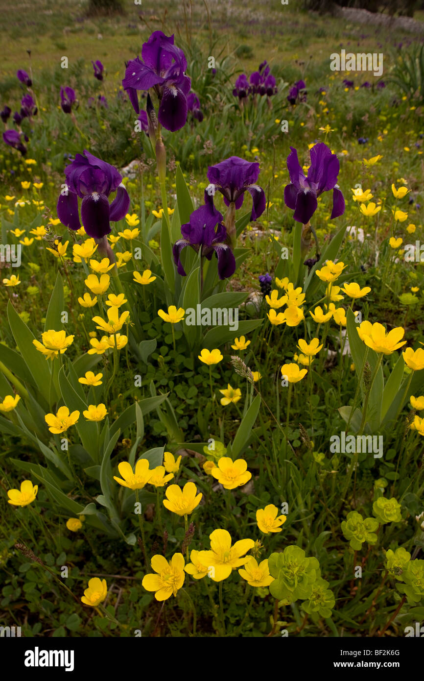 dwarf bearded Iris, Iris lutescens with Ranunculus millefoliatus ...