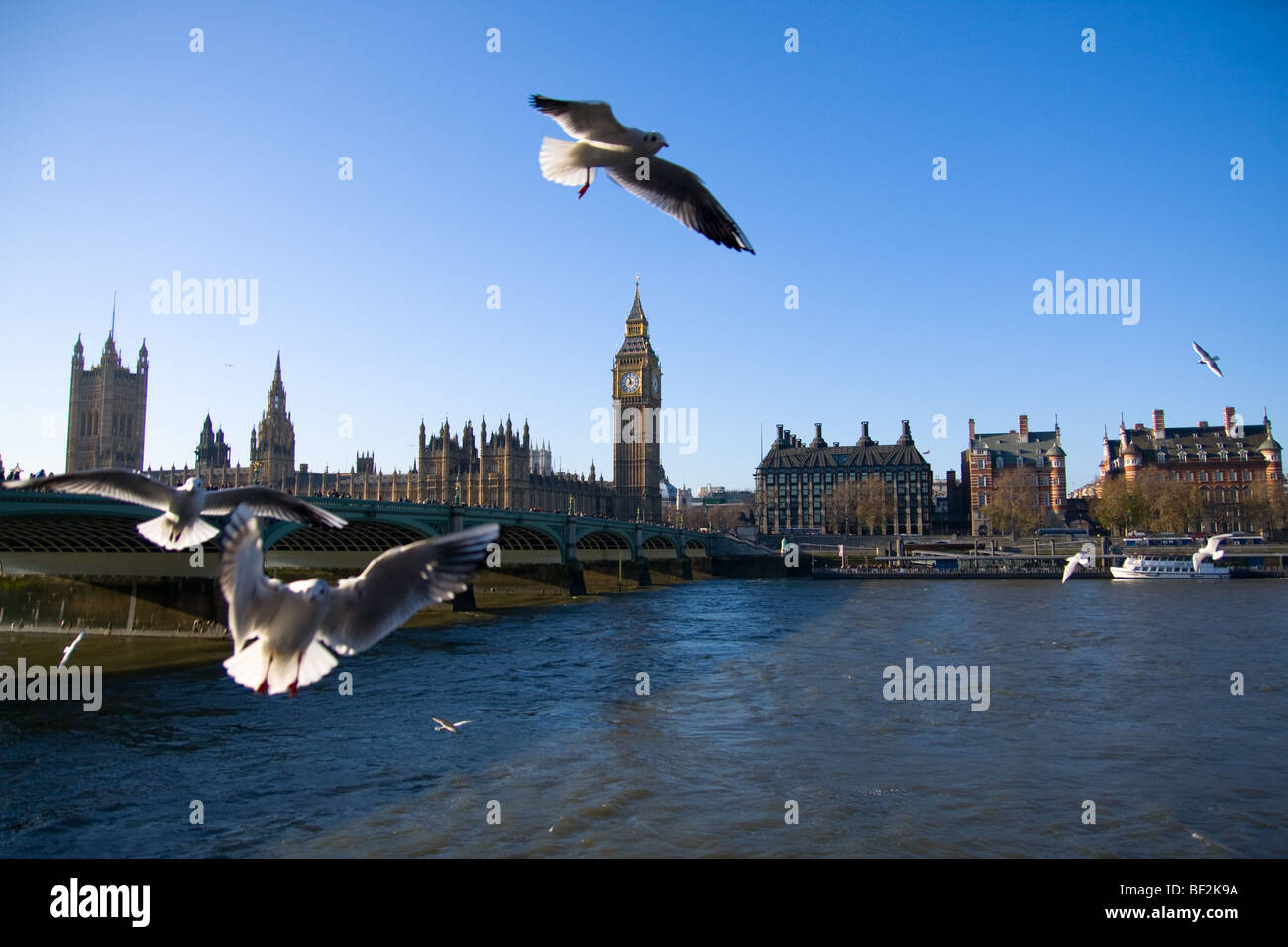 Pigeons flying freely with the background of House of Parliament Stock Photo
