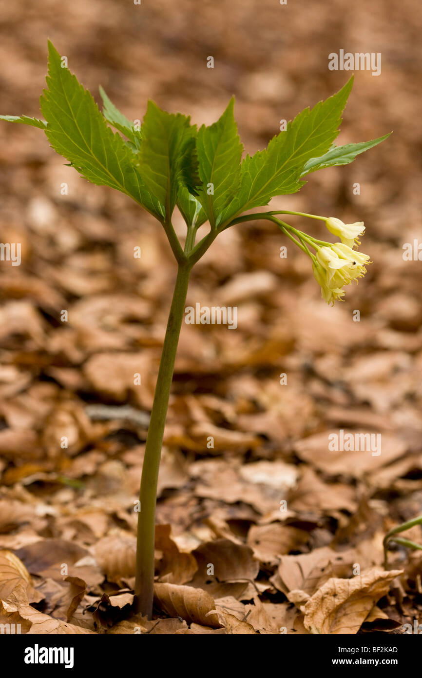 Drooping Bittercress Cardamine enneaphyllos in beech woodland, Monte Sibillini, Italy. Stock Photo