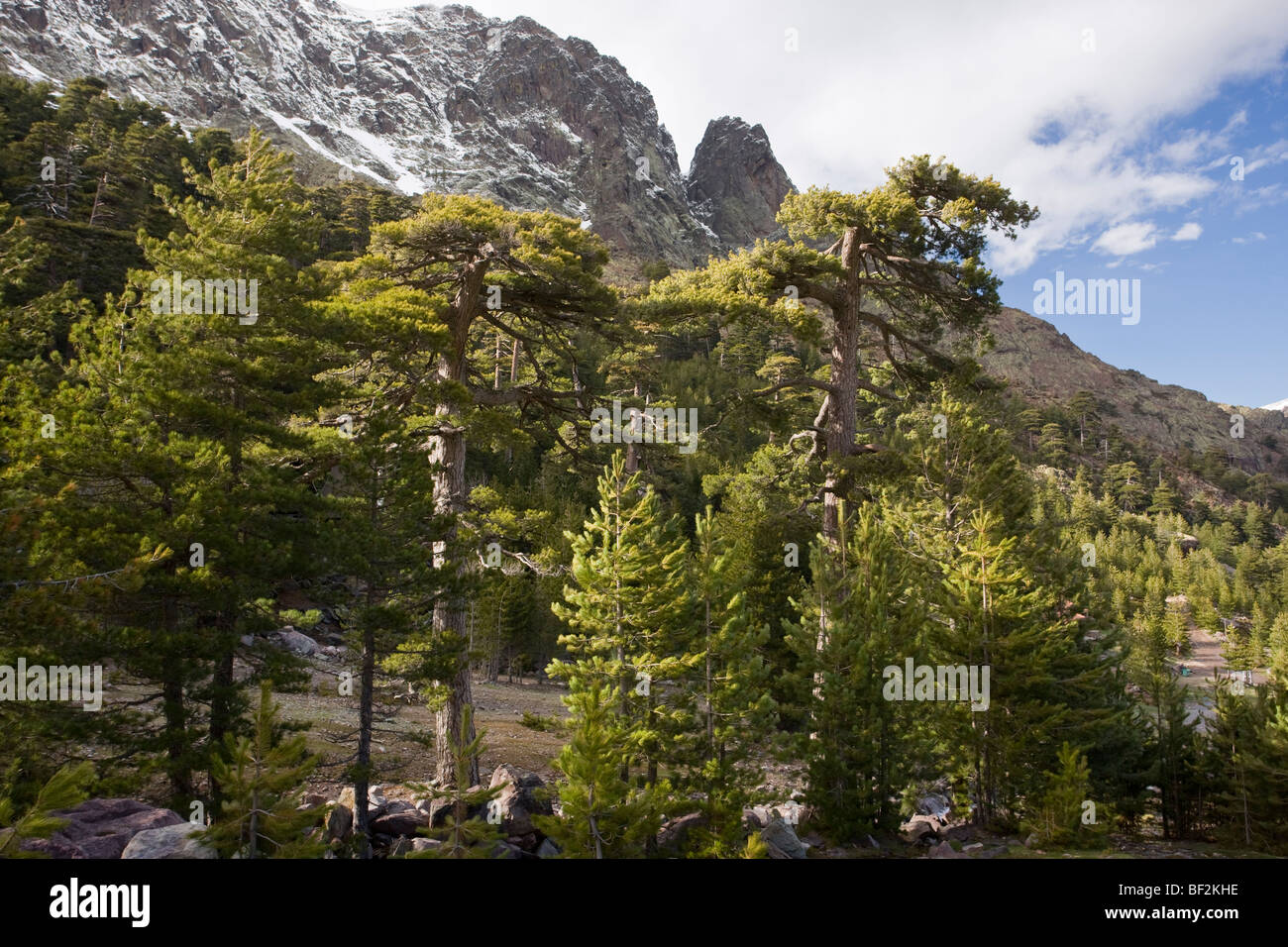 High altitude mature Corsican Pine forest ( Pinus nigra ssp. laricio ) in the Asco Valley, Corsica, France. Stock Photo