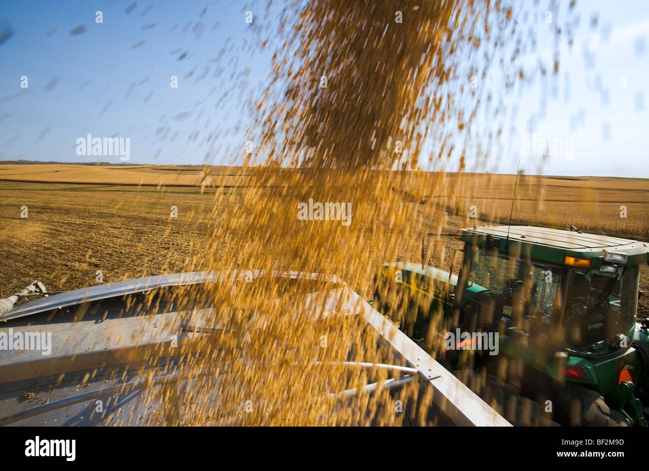 Freshly harvested soybeans being augured from a grain wagon into a