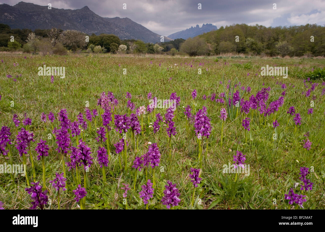 Old pasture full of Green-winged Orchids Orchis morio at Quenza, in the mountains of central Corsica. Stock Photo