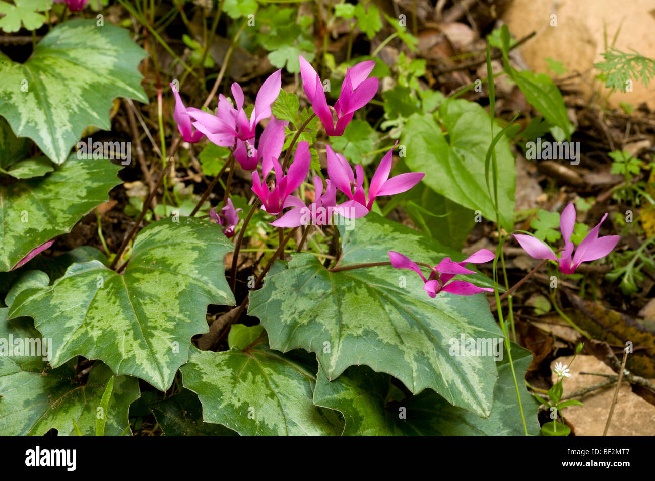 Cyclamen repandum hi-res stock photography and images - Alamy